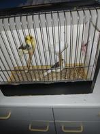 glosters M + P, Postuurkanarie