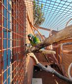Ara maracana, Dieren en Toebehoren, Vogels | Parkieten en Papegaaien, Mannelijk, Papegaai, Geringd