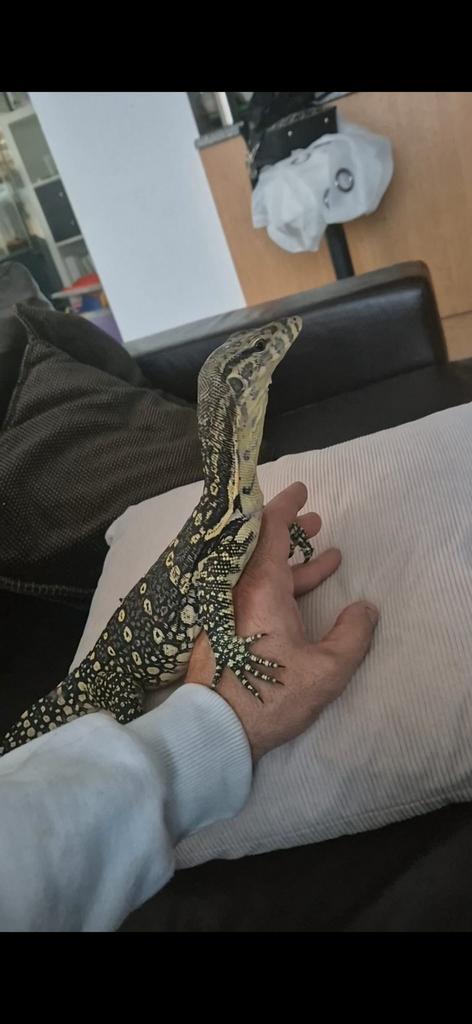 Varan salvatore sumbawa, Dieren en Toebehoren, Reptielen en Amfibieën