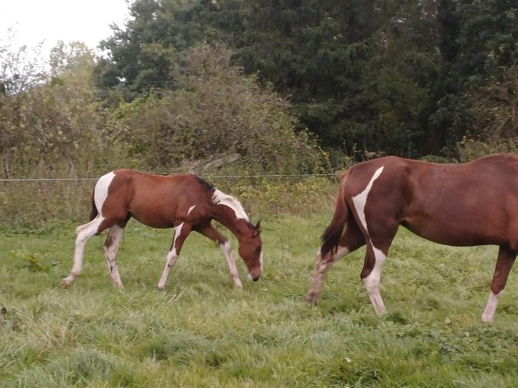 Uniek lief bont hengstveulen, Dieren en Toebehoren, Paarden, Hengst, M