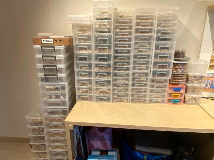 Grote schelpenverzameling !, Diversen, Overige Diversen, Nieuw, Ophalen