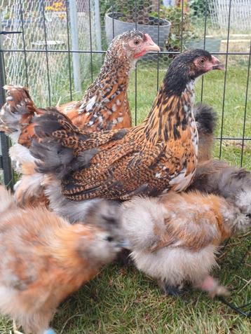 Brahma hen beschikbaar voor biedingen