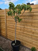 Vijgen boom 2 meter hoog !, Ophalen, In pot