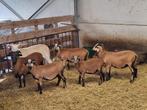 Kameroen schapen mannelijk, Dieren en Toebehoren, Schapen, Geiten en Varkens, Mannelijk, Schaap, 0 tot 2 jaar