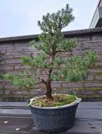 Spar bonsai, Enlèvement