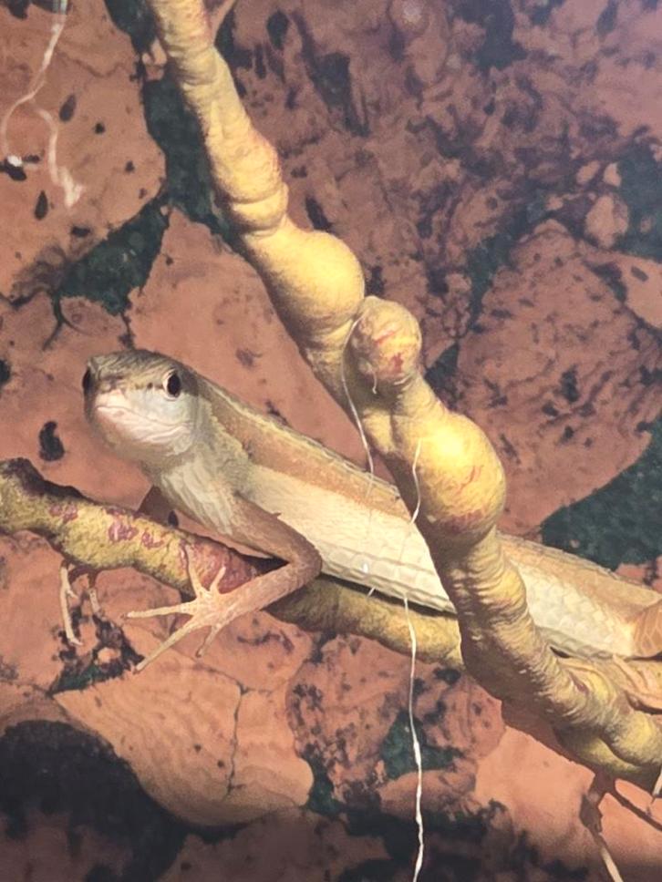 Langstaarthagedissen, Animaux & Accessoires, Reptiles & Amphibiens, Amphibien