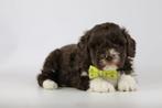 Lagotto Romagnolo, Italiaanse Waterhond, pups te koop, Belgi, Dieren en Toebehoren, België, Overige rassen, CDV (hondenziekte)