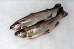 forel & zalmforel, Ophalen
