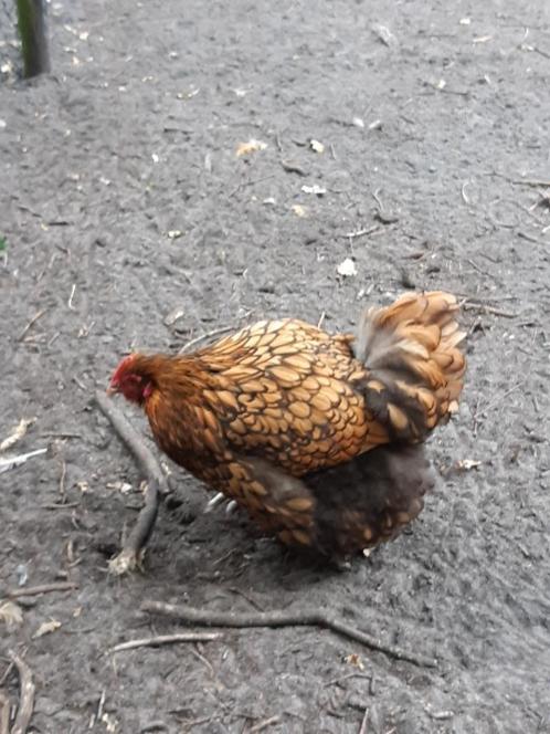 orpington groot broedeieren, Dieren en Toebehoren, Pluimvee, Kip, Geslacht onbekend