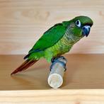 EAM; jonge mannelijke meelparkiet (Pyrrhura), Dieren en Toebehoren, Vogels | Parkieten en Papegaaien, Mannelijk, Papegaai, Geringd