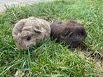 2 cavia beertjes Ch teddy, Dieren en Toebehoren, Cavia, Augustus, Mannelijk, Tam