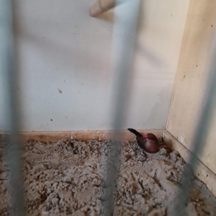 Mooi duo Napoleons te koop, Dieren en Toebehoren, Vogels | Overige Vogels, Tropenvogel, Geslacht onbekend
