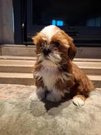 Shih tzu pups, België, Overige rassen, CDV (hondenziekte), 8 tot 15 weken