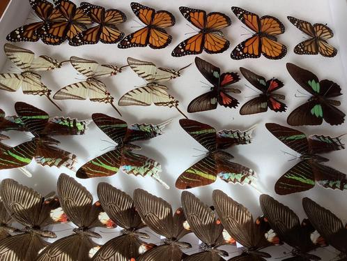 Geprepareerde VLINDERS, 7€/ specimen, Dieren en Toebehoren, Insecten en Spinnen
