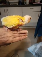 Handtamme  pyrrhura lutino, Dieren en Toebehoren, Vogels | Parkieten en Papegaaien, Geslacht onbekend, Parkiet, Geringd