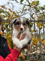 Prachtige Australische Herder pups, Dieren en Toebehoren, Honden | Herdershonden en Veedrijvers, België, CDV (hondenziekte), 8 tot 15 weken