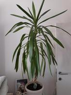 Kamerplant Yuca 150cm hoog, Huis en Inrichting, Ophalen