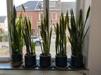 5 mooie bloempotten met sanseverias, Ophalen