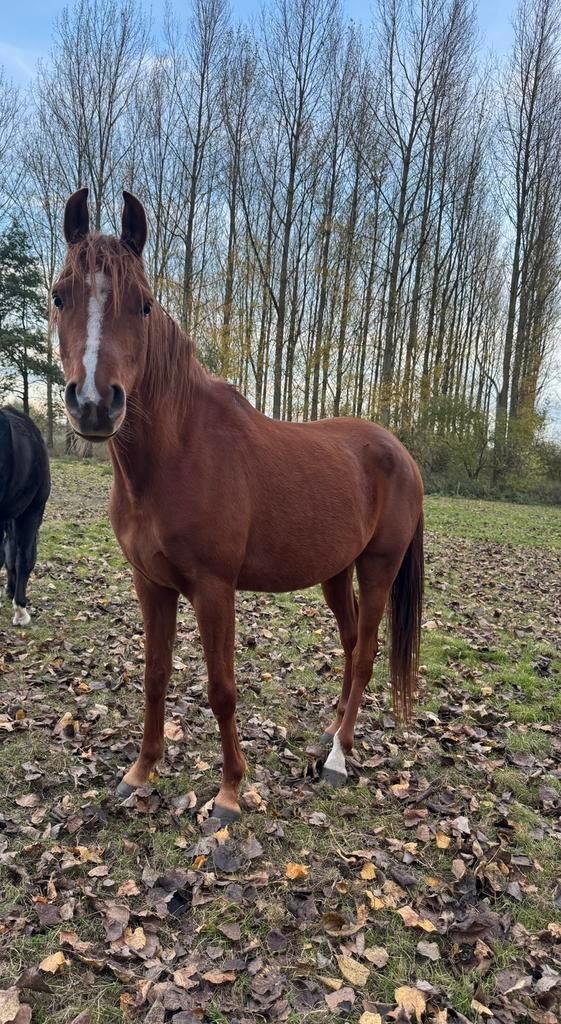 Leuke ruin aangeboden, Dieren en Toebehoren, Pony's, Ruin