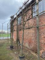 6 stuks leibomen 175e stuk, Tuin en Terras, Planten | Bomen, Ophalen