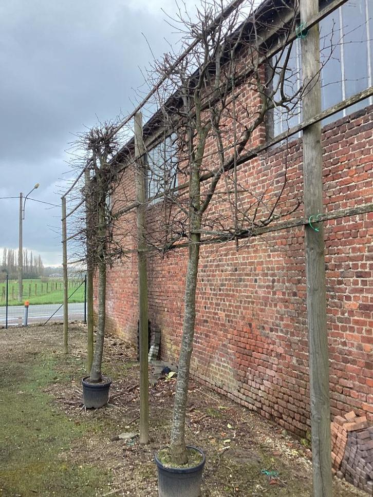 6 stuks leibomen 175e stuk, Tuin en Terras, Planten | Bomen, Ophalen