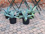 5 agaves, Tuin en Terras, Planten | Tuinplanten, Ophalen