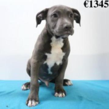 Chiots American Staffordshire Terrier à vendre disponible aux enchères