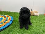 Nestje TOY Poedel pups, Dieren en Toebehoren, Poedel, België, CDV (hondenziekte), 8 tot 15 weken