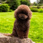 Toy poedel dekreu | 26cm | choco | FCI | volledig getest, Dieren en Toebehoren, België, Fokker | Hobbymatig, Reu, 1 tot 2 jaar