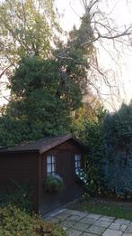 Gratis brandhout van berk ( 8m) die aan het kantelen is, Tuin en Terras, Ophalen, Beukenhout, Stammen