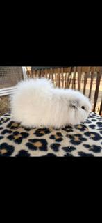 Ch teddy beertje wit donkeroog, Cavia, Mannelijk, December, Tam