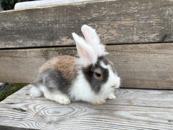 Schattig jong mannelijk dwergkonijn met lang haar beschikbaar voor biedingen