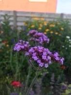Zaailingen verbena bonariensis, 10 potjes voor 5 euro, Volle zon, Vaste plant, Zomer, Ophalen