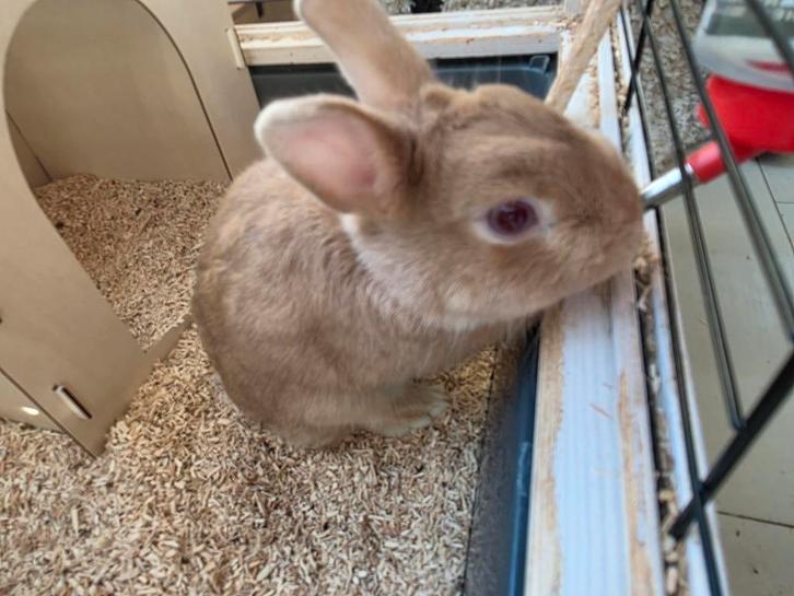 Konijn  en toebehoren, Dieren en Toebehoren, Konijnen