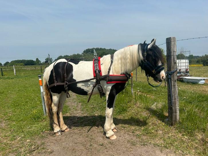 2 Ideal combituigen FULL, Dieren en Toebehoren, Paarden en Pony's | Hoofdstellen en Tuigage, Zo goed als nieuw, Ophalen