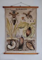 Oude schoolkaart meikever, Antiek en Kunst, Ophalen of Verzenden