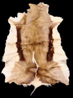 oud vel van een springbok, jaren 60-70, Ophalen of Verzenden