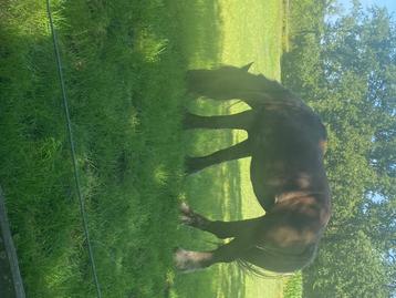 Trekpaard merrie, Dieren en Toebehoren, Paarden, Merrie, Tuigpaard, Onbeleerd, 165 tot 170 cm
