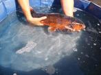 Koi, Dieren en Toebehoren, Vissen | Vijvervissen