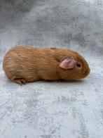Cavia zeldzame kleur mannentje, Juli, Mannelijk, Cavia