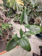 Alocasia Zebrina Black Stem (2 in 1 pot), Huis en Inrichting, Kamerplanten, Ophalen