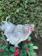 Zijdehoen parelgrijs haan, Mâle, Poule ou poulet