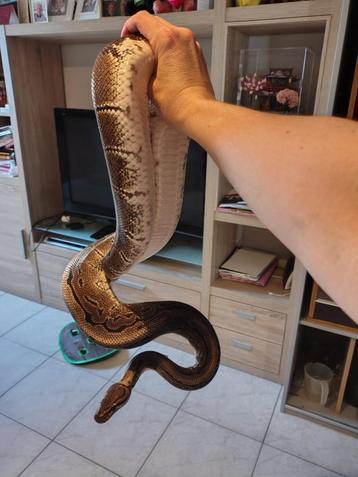 King python 'pinstripe' à vendre, Animaux & Accessoires, Reptiles & Amphibiens, Serpent, Domestique, 11 ans ou plus