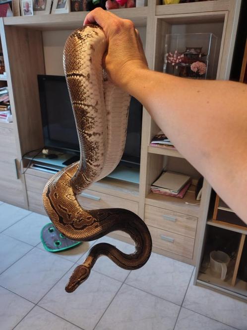 Koningspython 'pinstripe' te koop, Dieren en Toebehoren, Reptielen en Amfibieën, Slang, 11 jaar of ouder, Met terrarium, Tam