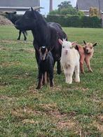 Mooie dwerggeit met 3 unieke lammetjes!, Dieren en Toebehoren, Schapen, Geiten en Varkens, Geit