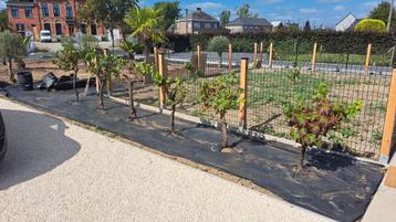 Druivelaars! beschikbaar voor biedingen