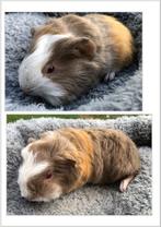 2 Cavia mannetjes 4 weken oud, Cavia, Mannelijk, Juli, Tam
