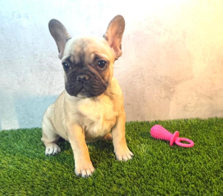 Prachtige Franse Bulldog Pup, Dieren en Toebehoren, Honden | Bulldogs, Pinschers en Molossers, Teef, Bulldog, Fokker | Hobbymatig