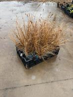Pennisetum ‘Hameln’, Jardin & Terrasse, Enlèvement ou Envoi