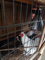 Jonge hanen, Dieren en Toebehoren, Pluimvee